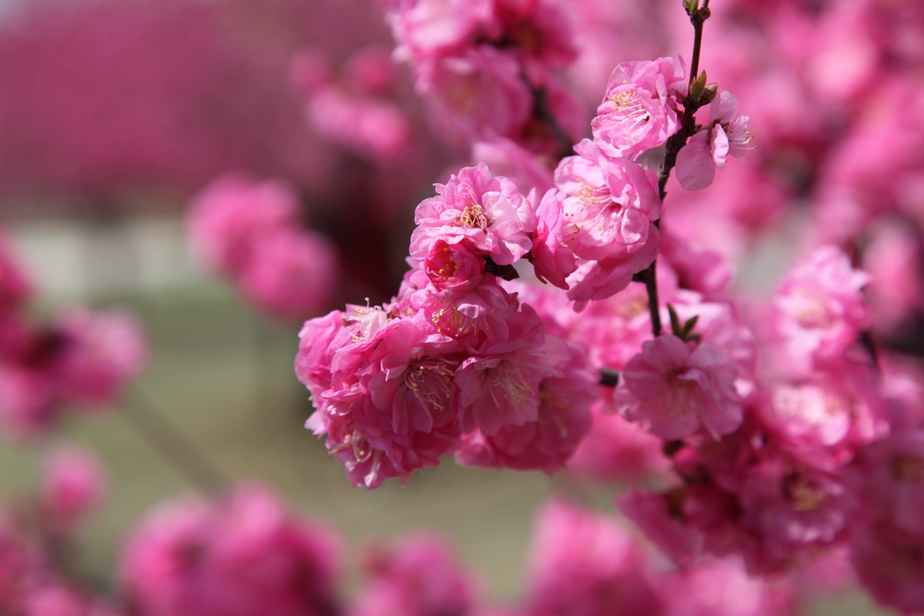 粉色重瓣花朵的特写，花瓣层叠，背景虚化成粉红色